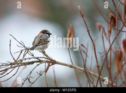 Gorrión, Passer domesticus, en una rama en invierno, Mid Wales, Reino Unido