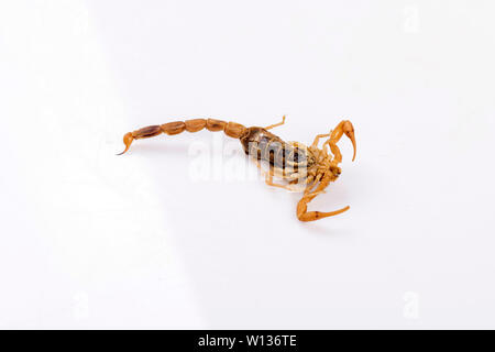 Escorpión en seco Foto de stock