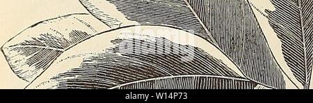 Imagen de archivo de la página 23 del catálogo de novedades suplementario Descriptivo,. Suplementario Descriptivo Catálogo de novedades, las plantas raras y hermosas . descriptivesuppl1891sieb Año: 1891