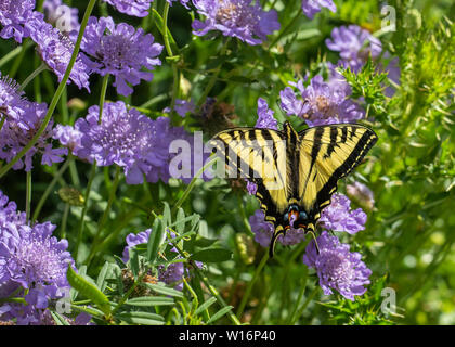 Mariposa, Tigre Occidental especie (Papilio rutulus) nectaring sobre púrpura acerico flores (Scabiosa)