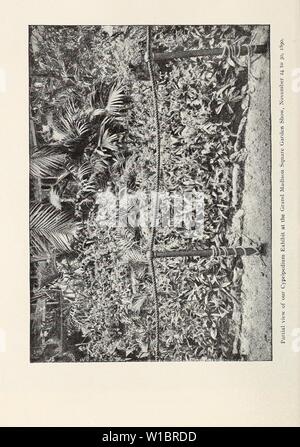 Imagen de archivo de la página 45 del Estudio Descriptivo Catálogo Ilustrado de nuevo. Estudio descriptivo catálogo ilustrado de nuevas y raras, plantas, semillas y bulbos . descriptiveillus1893Unidad Año: 1893