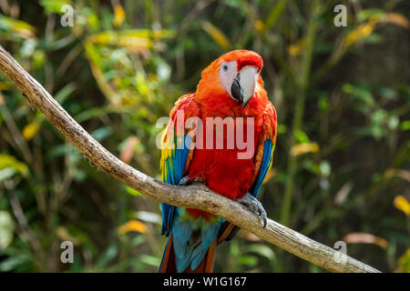 Guacamaya Roja (Ara macao), encaramado en el árbol nativo de los bosques tropicales de América Central y América del Sur