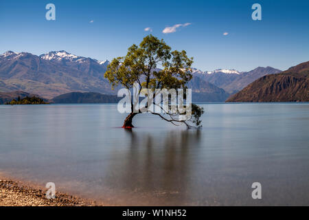 La icónica "Lone Tree' en el lago, el Lago Wanaka, la Región de Otago, Isla del Sur, Nueva Zelanda