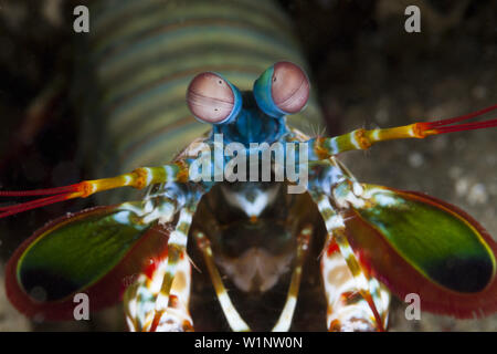 Camarón Mantis, Odontodactylus scyllarus, Ambon, en las Molucas, Indonesia Foto de stock