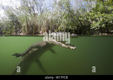Morelets, cocodrilos Crocodylus moreletii, Cancún, Yucatán, México Foto de stock