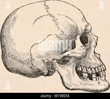 Imagen de archivo de la página 538 de la cyclopaedia de anatomía y. La cyclopaedia de anatomía y fisiología cyclopdiaofana0402todd Año: 1849