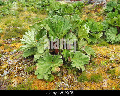 Ruibarbo gigante, Gunnera tinctoria, óriásrebarbara isla de Sao Miguel, Azores, Açores