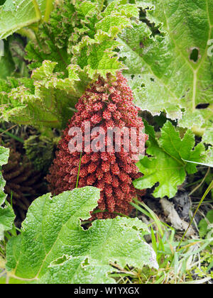 Ruibarbo gigante, Gunnera tinctoria, óriásrebarbara isla de Sao Miguel, Azores, Açores
