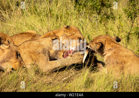 Orgullo de león comer warthog en Botswana