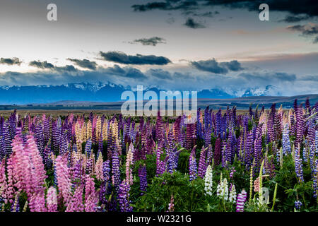 Lupin coloridas flores por la carretera, Mackenzie Región, Isla del Sur, Nueva Zelanda
