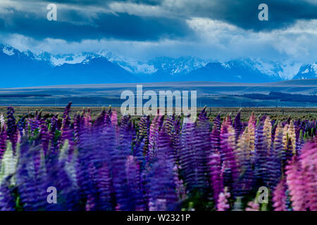 Lupin coloridas flores por la carretera, Mackenzie Región, Isla del Sur, Nueva Zelanda