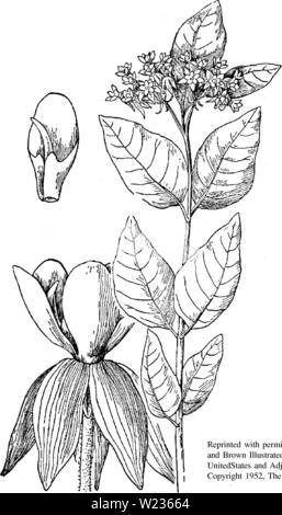 Imagen de archivo de la página 138 del Botánico y estudio de la vegetación de Foto de stock