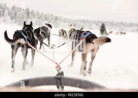 Finlandia, Inari - Enero 2019: equipo de huskies tirando detrás de una línea de otros trineos, vista desde el trineo