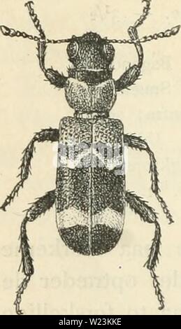 Imagen de archivo de la página 171 de la Dansk forstzoologi (1896)