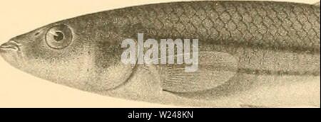 Imagen de archivo de la página 216 de la cyprinodonts (1895) Foto de stock