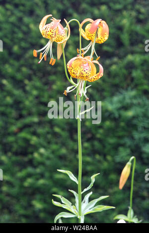 Lilium pardalinum, pantera lirio amarillo
