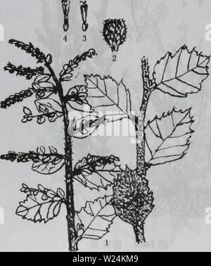 Imagen de archivo de la página 1142 de da bie shan zhi wu