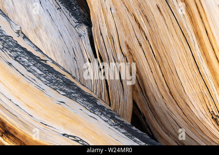 Vista detallada de la madera del pino bristlecone (Pinus longaeva), las Montañas Blancas, California. Foto de stock