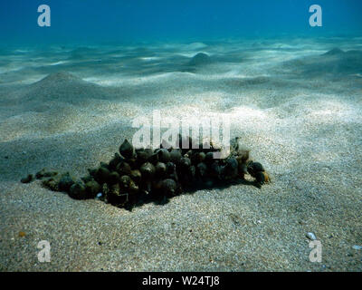 Los huevos de la Sepia común europeo Sepia officinalis sentado en el fondo arenoso de aferrarse a algo firme para no arrastrarlos olas del mar Foto de stock
