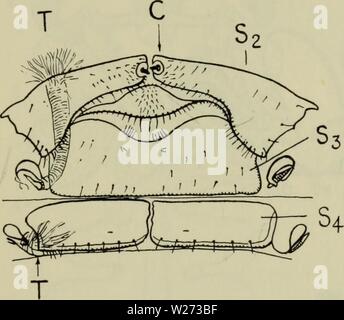 Imagen de archivo de la página 36 del Danmarks fauna; illustrerede haandbøger más