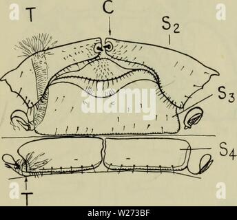 Imagen de archivo de la página 36 del Danmarks fauna; illustrerede haandbøger más Foto de stock