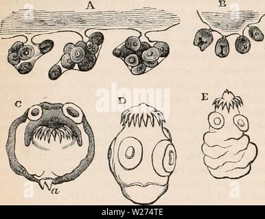Imagen de archivo de la página 39 de la cyclopaedia de anatomía y