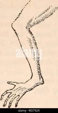 Imagen de archivo de la página 253 de la cyclopaedia de anatomía y. La cyclopaedia de anatomía y fisiología cyclopdiaofana03todd Año: 1847 Fig. 62.