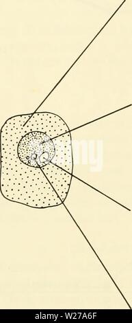 Imagen de archivo de la página 257 de la citología (1961)