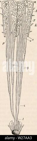 Imagen de archivo de la página 257 de la cyclopaedia de anatomía y