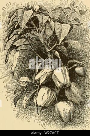 Imagen de archivo de la página 258 de la Cyclopedia de horticultura americana Foto de stock