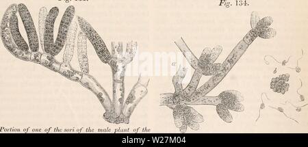 Imagen de archivo de la página 290 de la cyclopaedia de anatomía y