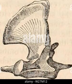 Imagen de archivo de la página 290 de la cyclopaedia de anatomía y