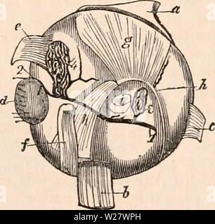 Imagen de archivo de la página 321 de la cyclopaedia de anatomía y Foto de stock
