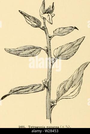 Imagen de archivo de la página 357 de la Cyclopedia de horticultura americana Foto de stock
