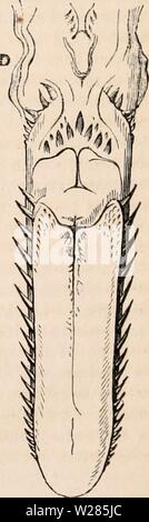 Imagen de archivo de la página 365 de la cyclopaedia de anatomía y. La cyclopaedia de anatomía y fisiología cyclopdiaofana0402todd Año: 1849