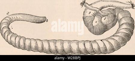 Imagen de archivo de la página 410 de la cyclopaedia de anatomía y