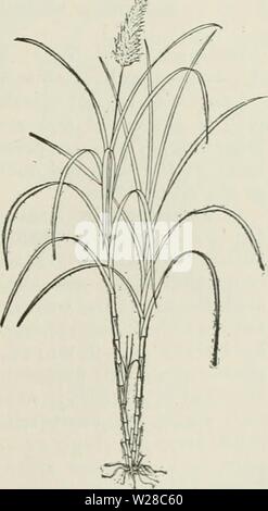 Imagen de archivo de la página 414 de la Cyclopedia de cultivos agrícolas Foto de stock
