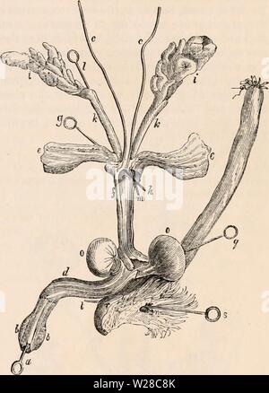 Imagen de archivo de la página 414 de la cyclopaedia de anatomía y Foto de stock