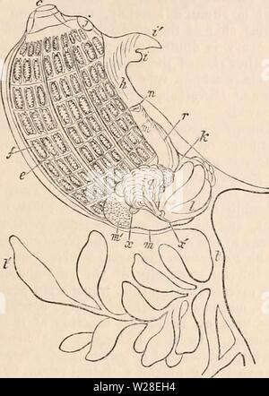 Imagen de archivo de la página 434 de la cyclopaedia de anatomía y