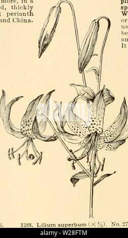 Imagen de archivo de la página 449 de la Cyclopedia de horticultura americana
