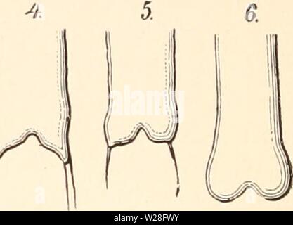 Imagen de archivo de la página 449 del Darwinismo; una exposición de la Imagen de archivo de la página 449 del Darwinismo; una exposición de la