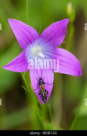 Oedemera femorata masculina (una especie de espeso-thighed Flor Escarabajo) sobre un pétalo de una difusión de Bellflower (Campanula patula) flor