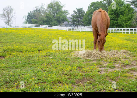 Lexington, Kentucky Bluegrass Country. Caballo de Pura Sangre rozaduras en una pastura pastoral rodeado de flores amarillas. Foto de stock