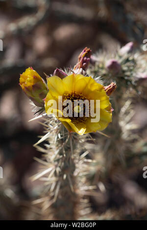 Amarilla silvestre Cholla flor que florece en el desierto de Mojave