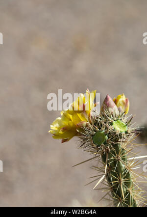 Floración Amarilla Flor de cholla planta en desierto