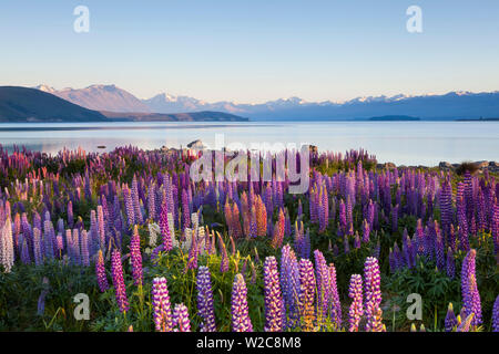 Los altramuces silvestres, el Lago Tekapo, Mackenzie País, Canterbury, Isla del Sur, Nueva Zelanda