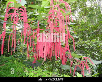 El amaranto (Amaranthus caudatus) planta tropical en Kerala Kochi