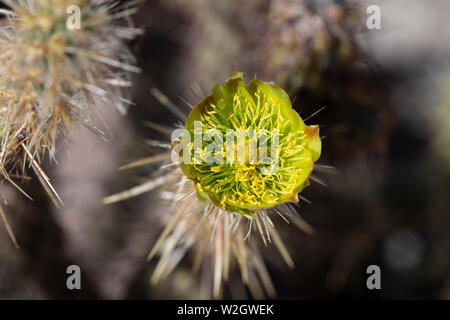 Amarilla silvestre Cholla flor que florece en el desierto de Mojave