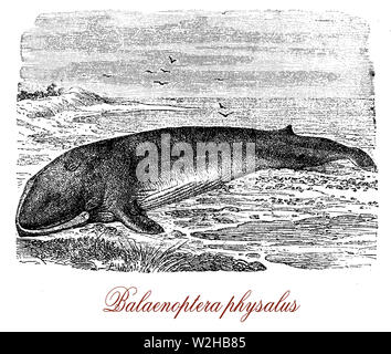Ballena de Aleta es un mamífero marino de los océanos, la segunda especie más grande en la tierra con un cuerpo esbelto, construido para la velocidad, perseguido y en peligro de extinción Foto de stock