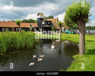Con cygnets cisne en el estanque en el Meare Shop y confiterías en Thorpeness Suffolk Inglaterra Foto de stock